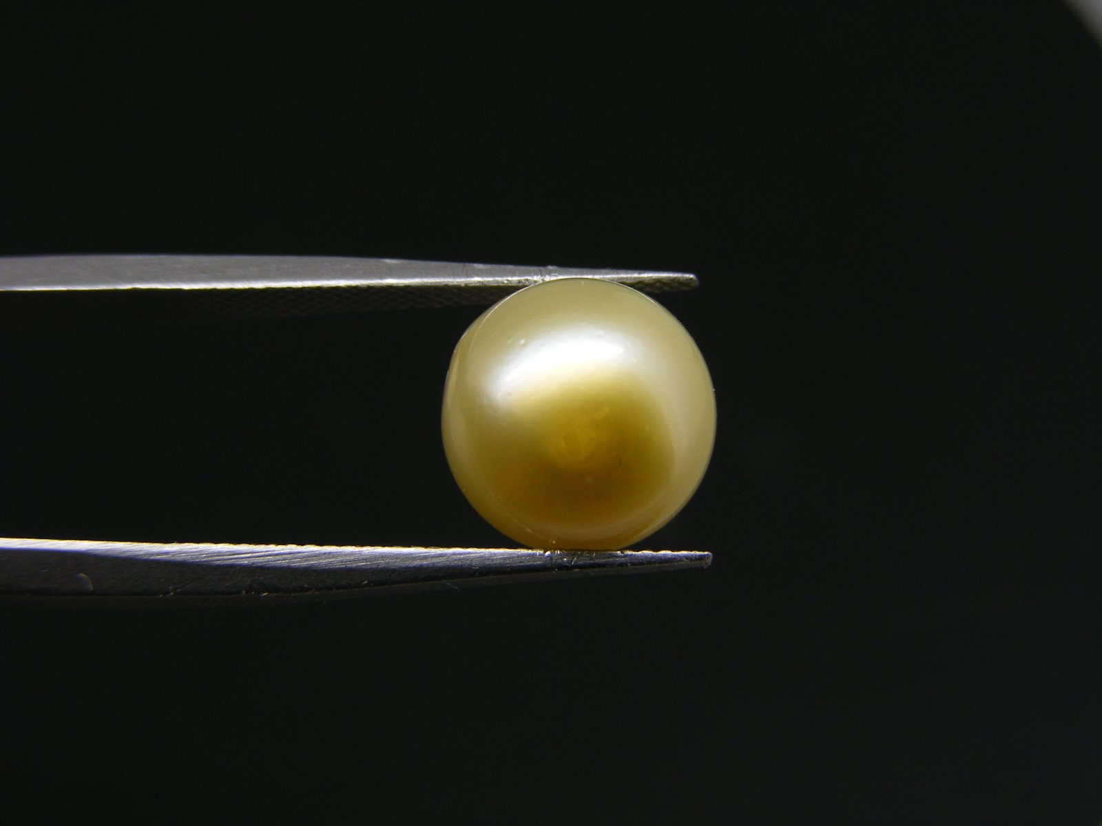 South Sea Pearl