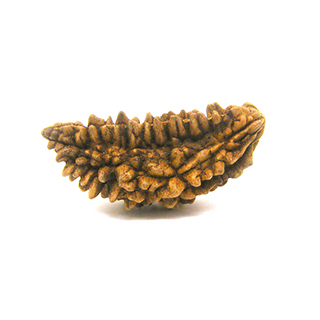 1 mukhi rudraksha online 1 mukhi rudraksha online shopping buy 1 mukhi rudraksha online 1 mukhi rudraksha original 1 mukhi rudraksha original price