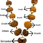 9 Mukhi Rudraksha These 9 Mukhi Rudraksha represent Goddess Durga. This Rudraksha blesses its wearers with the nine powers of Durga, like Courage and confidence.