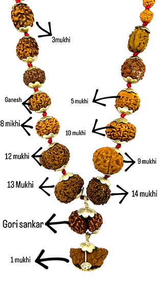 9 Mukhi Rudraksha These 9 Mukhi Rudraksha represent Goddess Durga. This Rudraksha blesses its wearers with the nine powers of Durga, like Courage and confidence.